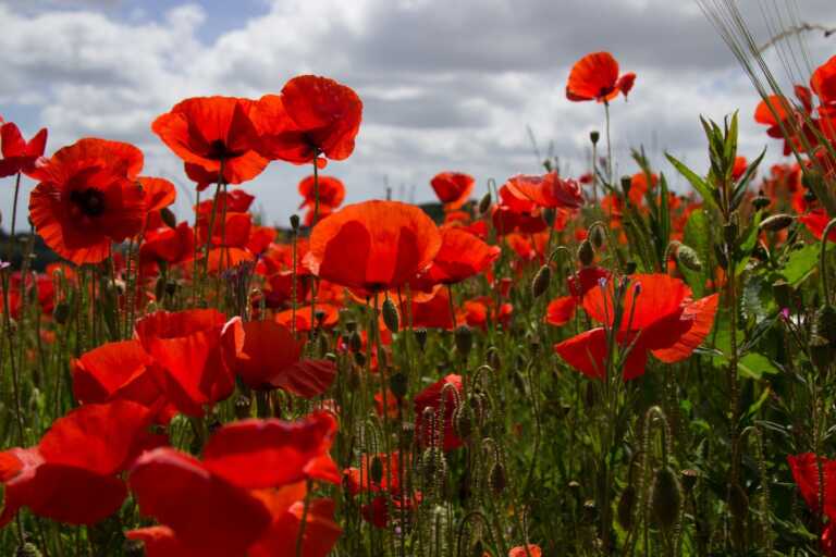 We must remember them ALL on Armistice Day